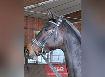 Oldenburger, Merrie, 5 Jaar, 168 cm, Donkerbruin