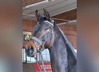 Oldenburger, Merrie, 5 Jaar, 168 cm, Donkerbruin