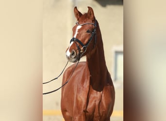 Oldenburger, Merrie, 5 Jaar, 168 cm, Vos