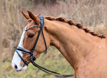 Oldenburger, Merrie, 5 Jaar, 168 cm, Vos