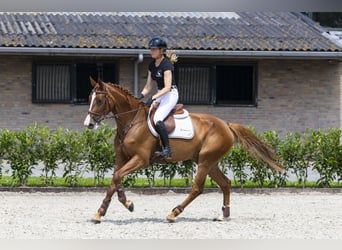 Oldenburger, Merrie, 5 Jaar, 168 cm, Vos