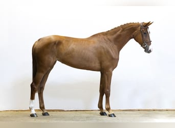 Oldenburger, Merrie, 5 Jaar, 168 cm, Vos