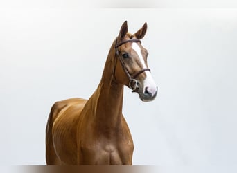 Oldenburger, Merrie, 5 Jaar, 168 cm, Vos
