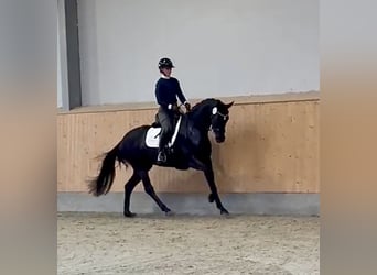 Oldenburger, Merrie, 5 Jaar, 168 cm, Zwart