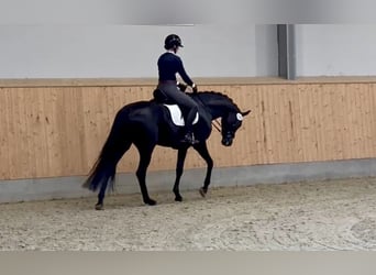 Oldenburger, Merrie, 5 Jaar, 168 cm, Zwart