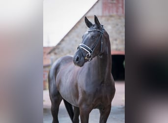 Oldenburger, Merrie, 5 Jaar, 168 cm, Zwart