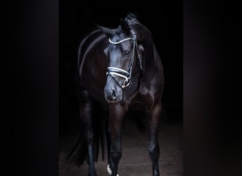 Oldenburger, Merrie, 5 Jaar, 168 cm, Zwart