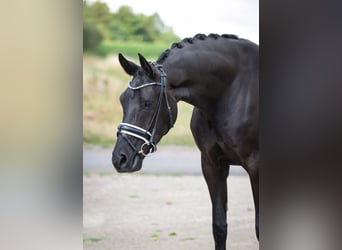 Oldenburger, Merrie, 5 Jaar, 168 cm, Zwart