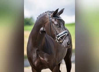 Oldenburger, Merrie, 5 Jaar, 168 cm, Zwart