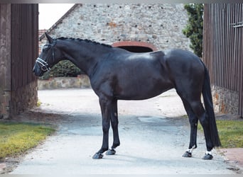 Oldenburger, Merrie, 5 Jaar, 168 cm, Zwart