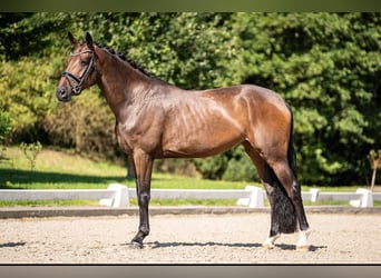 Oldenburger, Merrie, 5 Jaar, 169 cm, Bruin