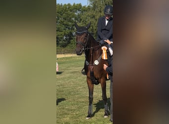 Oldenburger, Merrie, 5 Jaar, 169 cm, Bruin