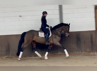 Oldenburger, Merrie, 5 Jaar, 169 cm, Donkerbruin