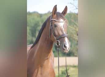 Oldenburger, Merrie, 5 Jaar, 169 cm, Donkere-vos