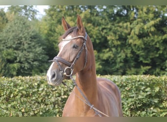 Oldenburger, Merrie, 5 Jaar, 169 cm, Donkere-vos