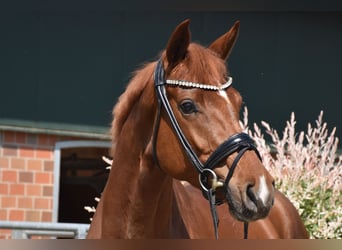 Oldenburger, Merrie, 5 Jaar, 169 cm, Vos