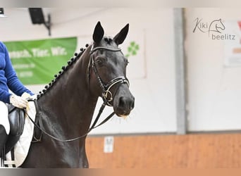 Oldenburger, Merrie, 5 Jaar, 169 cm, Zwart