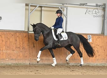 Oldenburger, Merrie, 5 Jaar, 169 cm, Zwart