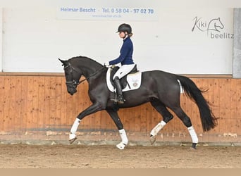 Oldenburger, Merrie, 5 Jaar, 169 cm, Zwart