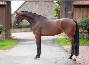 Oldenburger, Merrie, 5 Jaar, 170 cm, Bruin