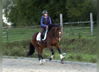 Oldenburger, Merrie, 5 Jaar, 170 cm, Bruin