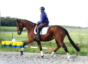 Oldenburger, Merrie, 5 Jaar, 170 cm, Bruin