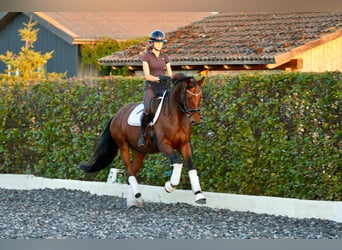 Oldenburger, Merrie, 5 Jaar, 170 cm, Bruin