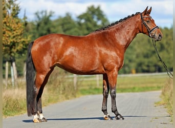 Oldenburger, Merrie, 5 Jaar, 170 cm, Bruin