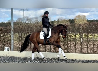 Oldenburger, Merrie, 5 Jaar, 170 cm, Bruin