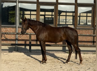 Oldenburger, Merrie, 5 Jaar, 170 cm, Donkere-vos