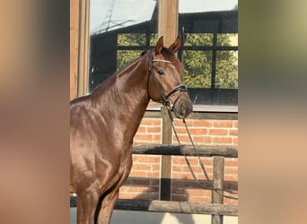 Oldenburger, Merrie, 5 Jaar, 170 cm, Donkere-vos