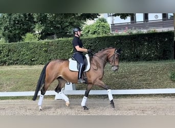 Oldenburger, Merrie, 5 Jaar, 171 cm, Bruin
