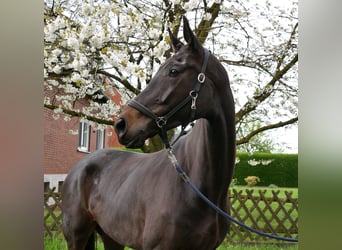 Oldenburger, Merrie, 5 Jaar, 171 cm, Zwartbruin