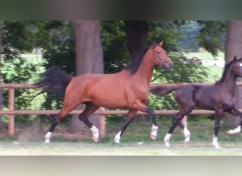 Oldenburger, Merrie, 5 Jaar, 172 cm, Bruin