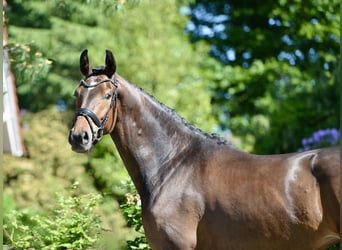 Oldenburger, Merrie, 5 Jaar, 172 cm, Donkerbruin