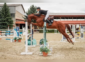 Oldenburger, Merrie, 5 Jaar, 172 cm, Donkerbruin
