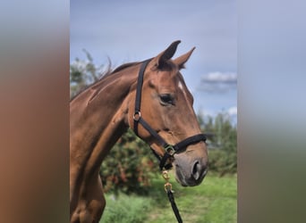 Oldenburger, Merrie, 5 Jaar, 172 cm, Donkere-vos