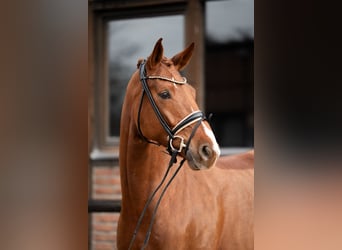Oldenburger, Merrie, 5 Jaar, 172 cm, Donkere-vos