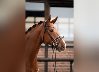 Oldenburger, Merrie, 5 Jaar, 172 cm, Donkere-vos