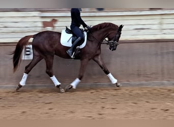 Oldenburger, Merrie, 5 Jaar, 172 cm, Vos