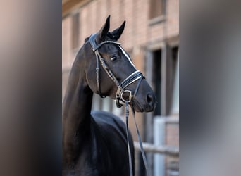 Oldenburger, Merrie, 5 Jaar, 172 cm, Zwart