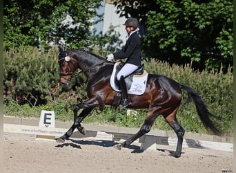Oldenburger, Merrie, 5 Jaar, 172 cm, Zwartbruin