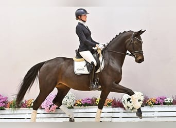 Oldenburger, Merrie, 5 Jaar, 172 cm, Zwartbruin