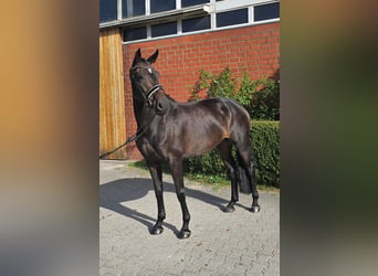 Oldenburger, Merrie, 5 Jaar, 173 cm, Donkerbruin