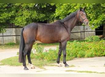 Oldenburger, Merrie, 5 Jaar, 173 cm, Donkerbruin