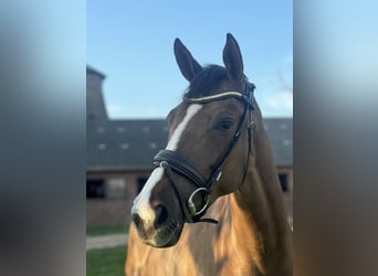 Oldenburger, Merrie, 5 Jaar, 173 cm, Donkere-vos