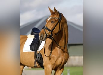 Oldenburger, Merrie, 5 Jaar, 174 cm, Donkere-vos