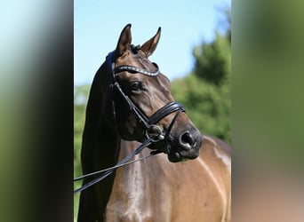 Oldenburger, Merrie, 5 Jaar, 174 cm, Roodbruin
