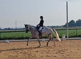 Oldenburger, Merrie, 5 Jaar, 174 cm, Schimmel