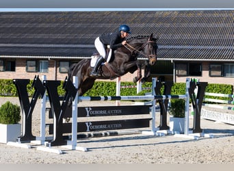 Oldenburger, Merrie, 5 Jaar, 174 cm, Zwartbruin